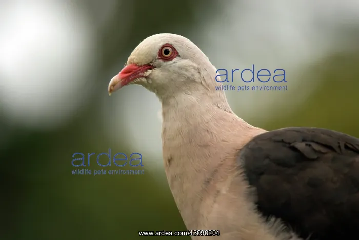 : Mauritius Pink Pigeon : Mauritius Pink Pigeon