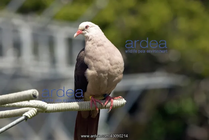 : Mauritius Pink Pigeon : Mauritius Pink Pigeon