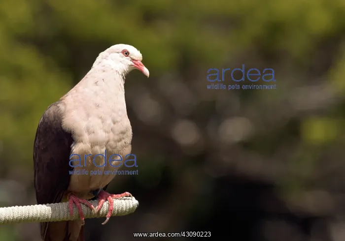 : Mauritius Pink Pigeon : Mauritius Pink Pigeon