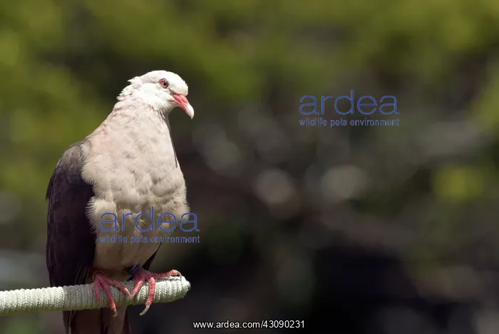 : Mauritius Pink Pigeon : Mauritius Pink Pigeon