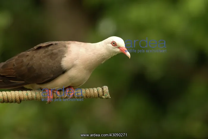 : Mauritius Pink Pigeon : Mauritius Pink Pigeon