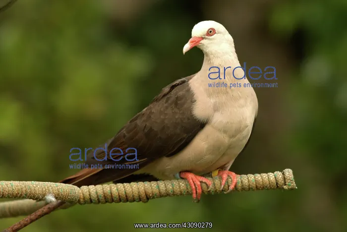 : Mauritius Pink Pigeon : Mauritius Pink Pigeon