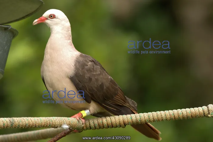 : Mauritius Pink Pigeon : Mauritius Pink Pigeon