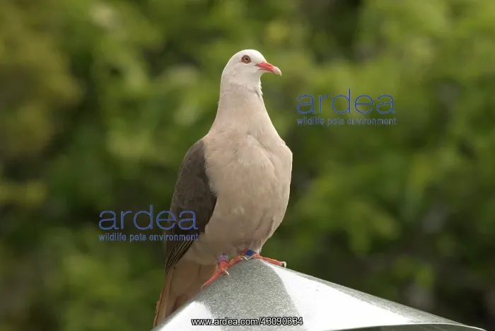 : Mauritius Pink Pigeon : Mauritius Pink Pigeon