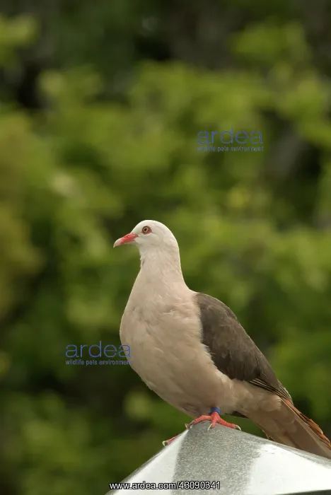 : Mauritius Pink Pigeon : Mauritius Pink Pigeon