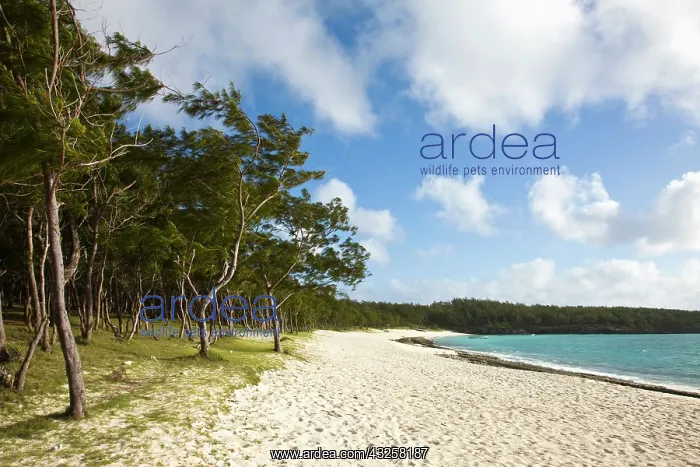 : Mauritius, Rodrigues Island, Anse Ally : Mauritius, Rodrigues Island, Anse Ally