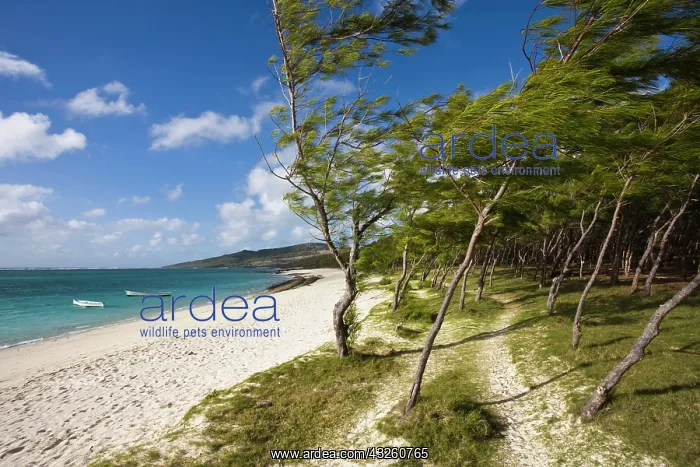 : Mauritius, Rodrigues Island, Anse Ally : Mauritius, Rodrigues Island, Anse Ally