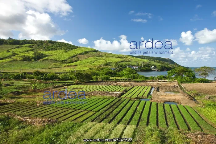 : Mauritius, Southern Mauritius, Bambous Virieux : Mauritius, Southern Mauritius, Bambous Virieux