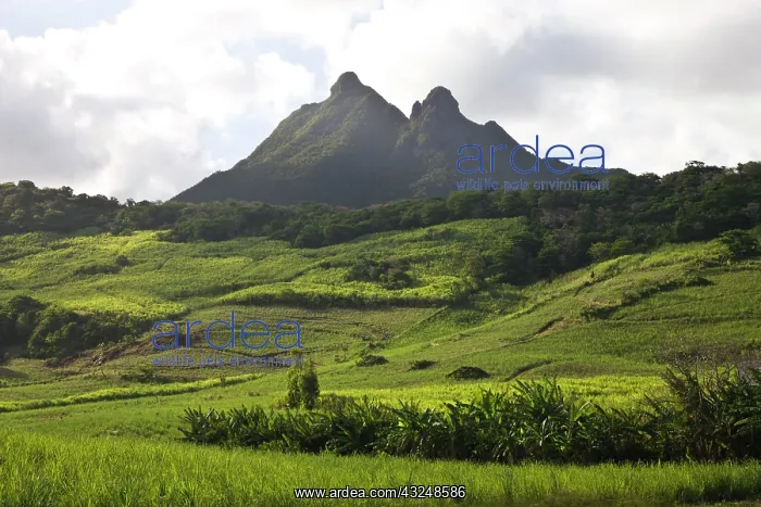 : Mauritius, Southern Mauritius, Bambous Virieux : Mauritius, Southern Mauritius, Bambous Virieux