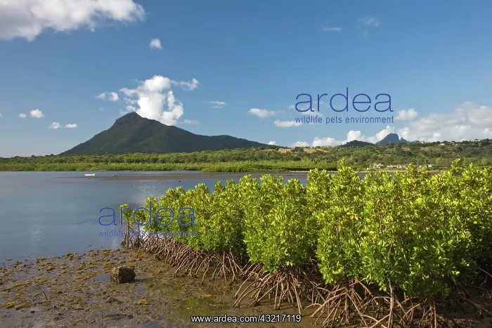 : Mauritius, Western Mauritius, Petite Riviere : Mauritius, Western Mauritius, Petite Riviere