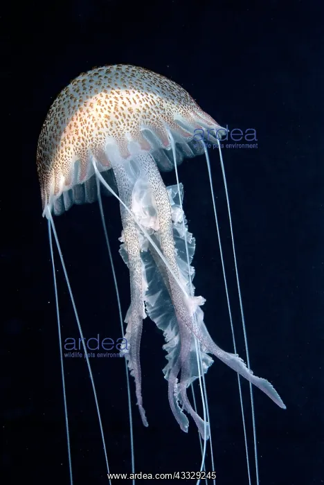 : Mauve stinger jellyfish (Pelagia noctiluca) on black : Mauve stinger jellyfish (Pelagia noctiluca) on black
