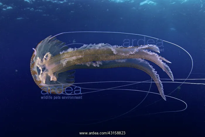 : Mauve stinger jellyfish, Pelagia noctiluca, Santa : Mauve stinger jellyfish, Pelagia noctiluca, Santa
