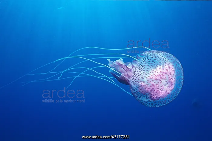 : Mauve stinger (Pelagia noctiluca), off Borgo, Corsica : Mauve stinger (Pelagia noctiluca), off Borgo, Corsica