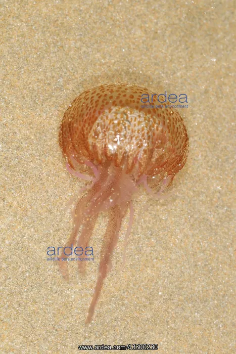 : Mauve Stinger (Pelagia noctiluca) adult, stranded : Mauve Stinger (Pelagia noctiluca) adult, stranded