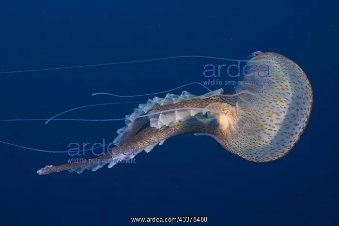 : Mauve stinger (Pelagia noctiluca) in the Mediterranean : Mauve stinger (Pelagia noctiluca) in the Mediterranean