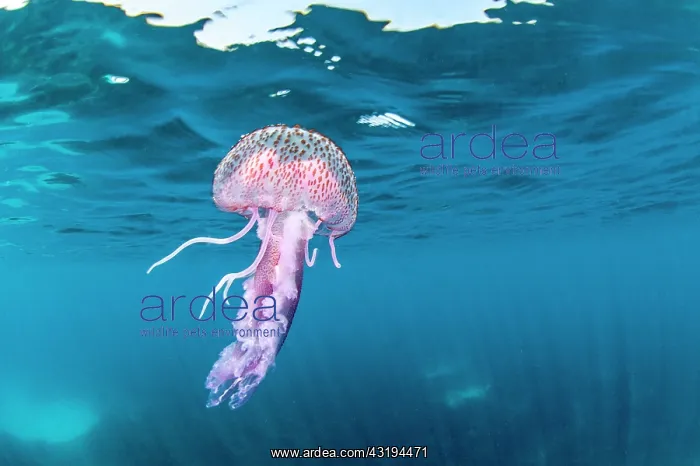 : Mauve stinger (Pelagia noctiluca) under the surface : Mauve stinger (Pelagia noctiluca) under the surface