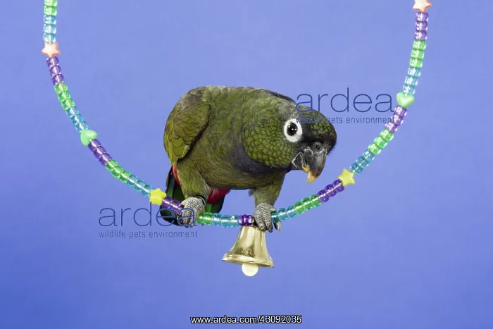 : Maximilion Pionus : Maximilion Pionus