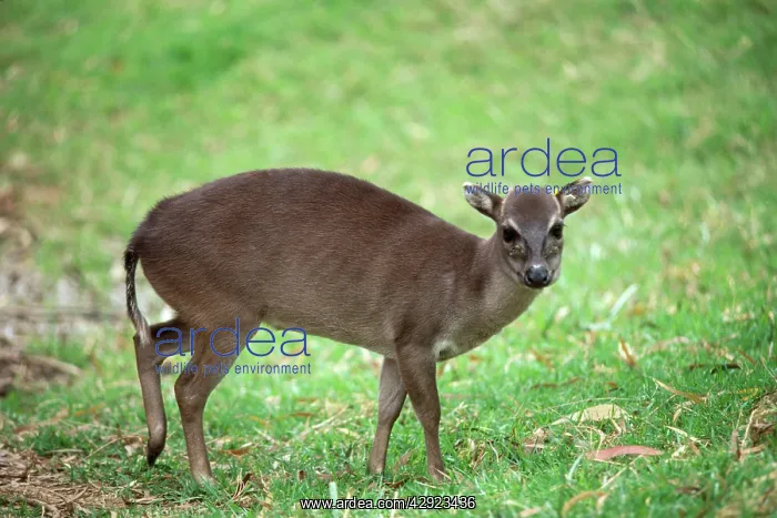 : Maxwell's Duiker - female : Maxwell's Duiker - female