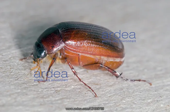 : May Beetle : May Beetle
