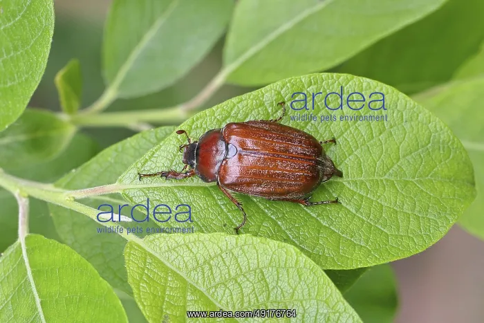  : May beetle, wood cockchafer (Melolontha hippocastani)
