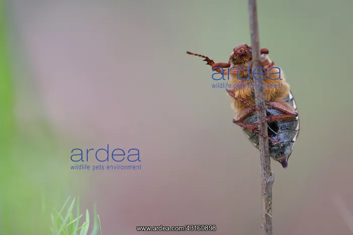 : May bug. Common Cockchafer (Melolontha melolontha) on branch showing the way : May bug. Common Cockchafer (Melolontha melolontha) on branch showing the way