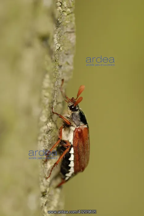 : May bug on oak trunk (Melolontha melolontha) : May bug on oak trunk (Melolontha melolontha)