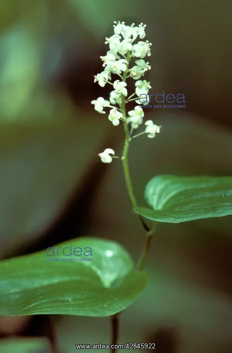  : May Lily (Maianthemum bifolium)