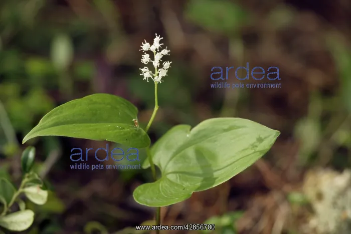 : May lily in flower, in woodland : May lily in flower, in woodland