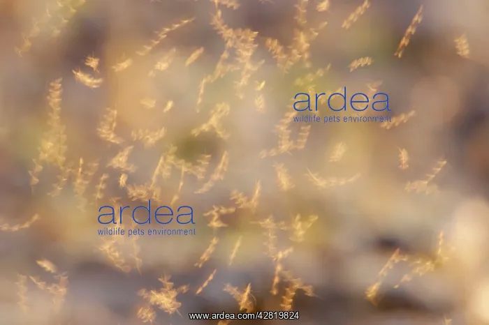 : Mayflies - Dancing : Mayflies - Dancing