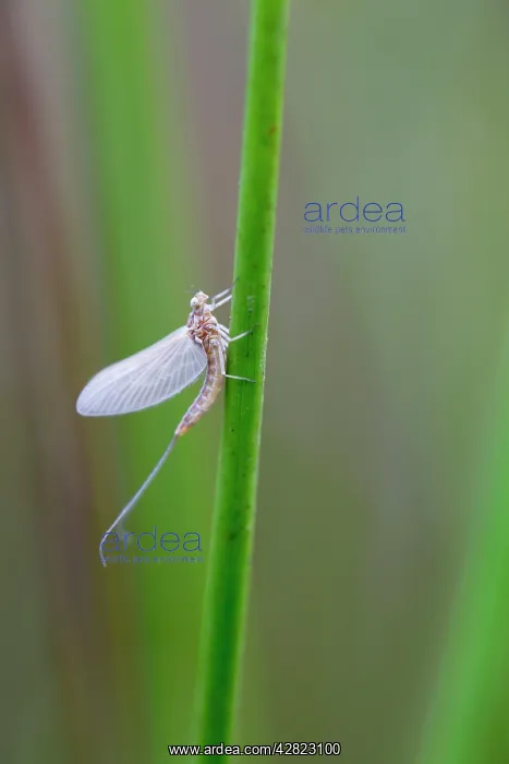  : Mayfly (Chloeon dipterum). Cornwall - UK