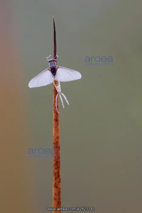  : Mayfly (Caenus). Cornwall - UK