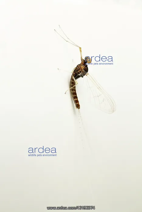 : Mayfly. Unidentified Mayfly (Ephemeroptera) resting on a shade, The Netherlands, Groningen : Mayfly. Unidentified Mayfly (Ephemeroptera) resting on a shade, The Netherlands, Groningen