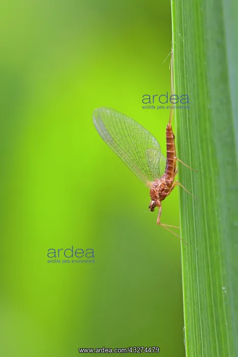 : Mayfly : Mayfly