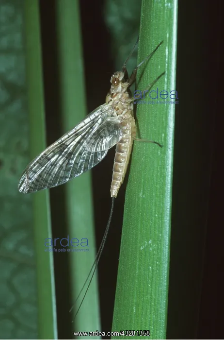 : MAYFLY - Adult form : MAYFLY - Adult form