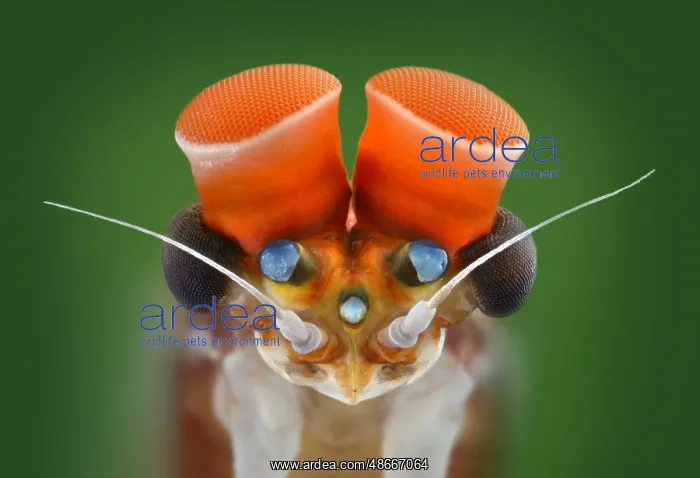 : Mayfly (Centroptilum luteolum) : Mayfly (Centroptilum luteolum)