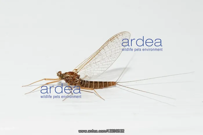 : Mayfly (Coloburiscus sp, endemic to New Zealand) : Mayfly (Coloburiscus sp, endemic to New Zealand)