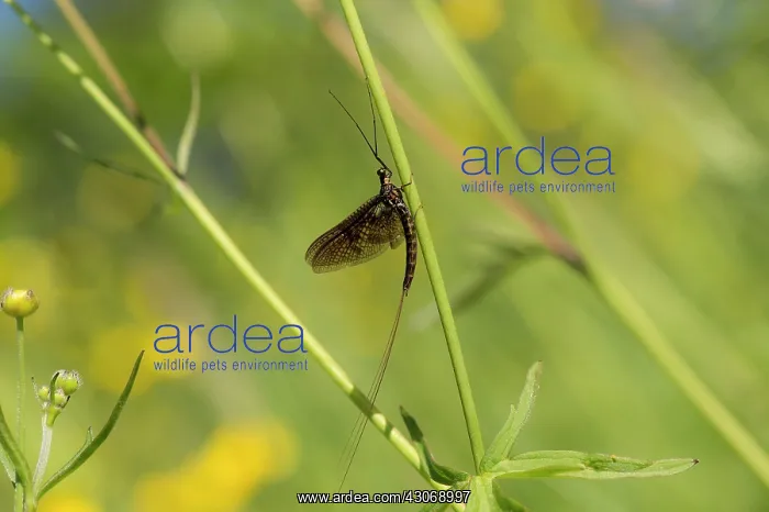 : Mayfly (Ephemera vulgata). Aboda, Sweden in June : Mayfly (Ephemera vulgata). Aboda, Sweden in June