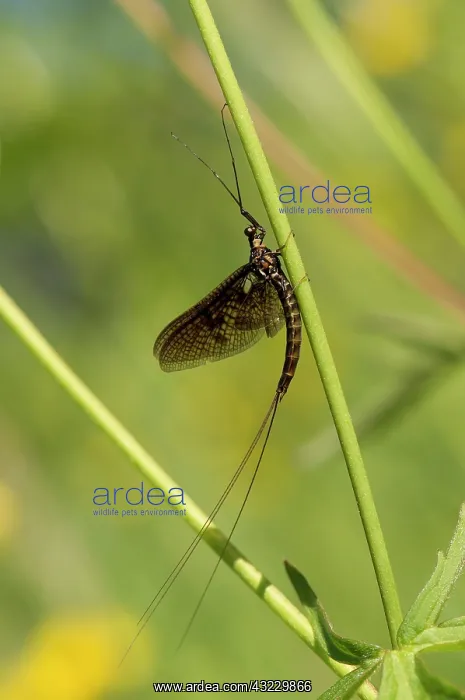 : Mayfly (Ephemera vulgata). Aboda, Sweden in June : Mayfly (Ephemera vulgata). Aboda, Sweden in June