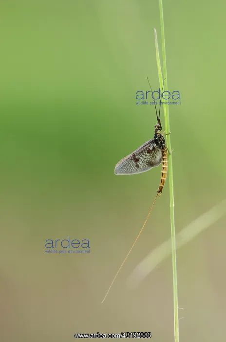 : Mayfly (Ephemera vulgata) - Bourgogne - France : Mayfly (Ephemera vulgata) - Bourgogne - France