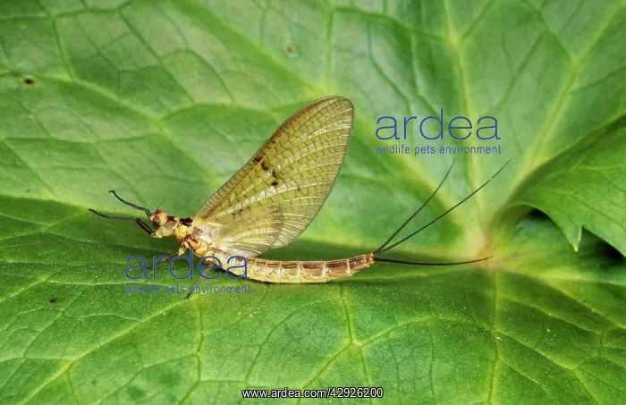 : MAYFLY - on leaf in garden pond : MAYFLY - on leaf in garden pond