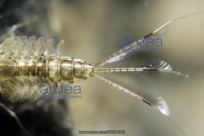 : Mayfly nymph (Ephemeroptera sp) in a pond, Prairies : Mayfly nymph (Ephemeroptera sp) in a pond, Prairies