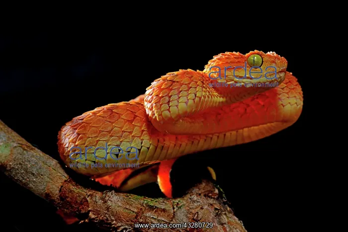 : Mayombe Bush-Viper (Atheris squamigera anisolepis) : Mayombe Bush-Viper (Atheris squamigera anisolepis)