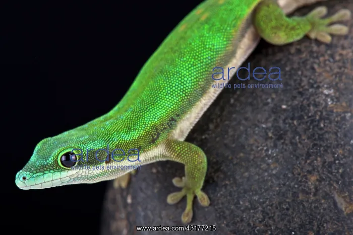 : Mayotte day gecko (Phelsuma nigristriata), Mayotte : Mayotte day gecko (Phelsuma nigristriata), Mayotte