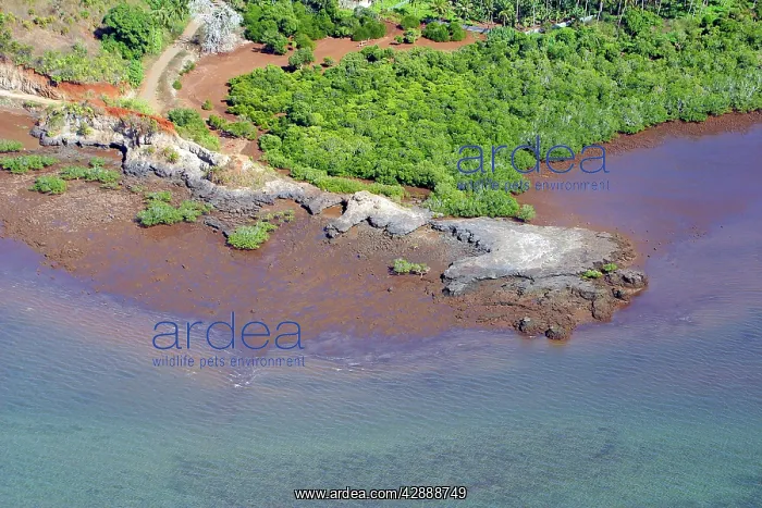 : Mayotte Island - mangrove : Mayotte Island - mangrove
