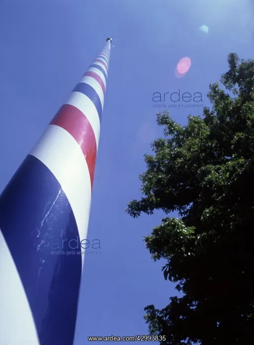 : The Maypole : The Maypole