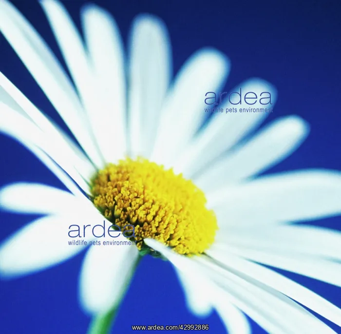 : Mayweed, Anthemis : Mayweed, Anthemis