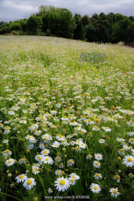 : Mayweed, Scentless mayweed, Matricaria maritima : Mayweed, Scentless mayweed, Matricaria maritima