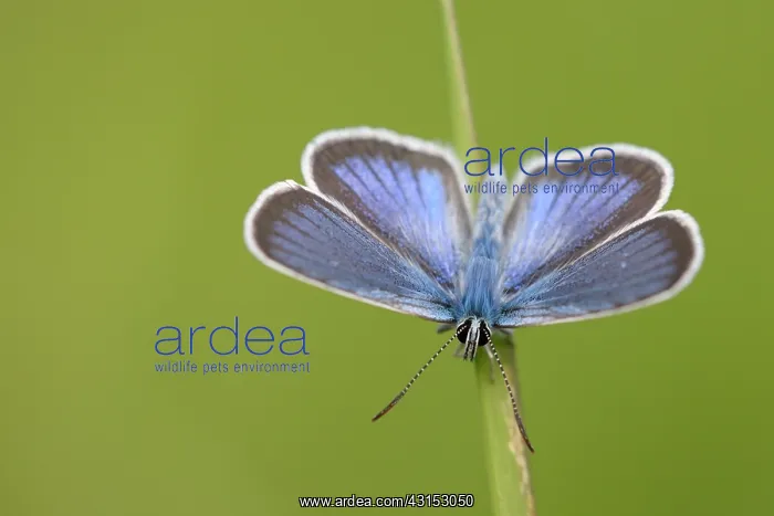 : Mazarine Blue : Mazarine Blue