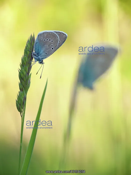 : Mazarine Blue : Mazarine Blue