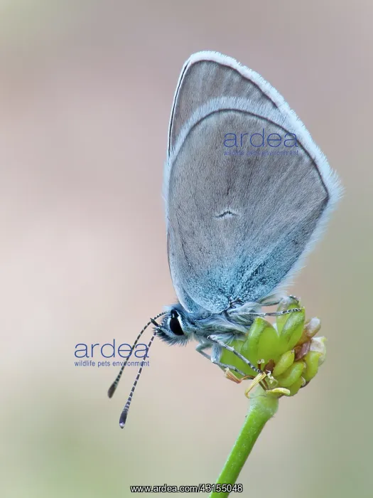 : Mazarine Blue : Mazarine Blue